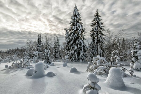 Bosque de coníferas en invierno