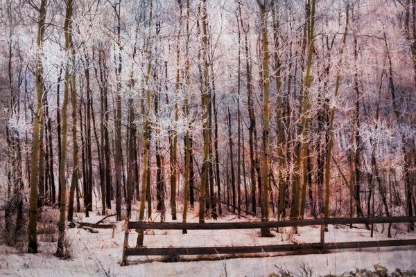 Paesaggio, foresta nella neve bianca