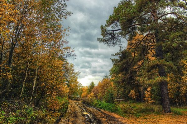 Пейзаж осенней дороги леса