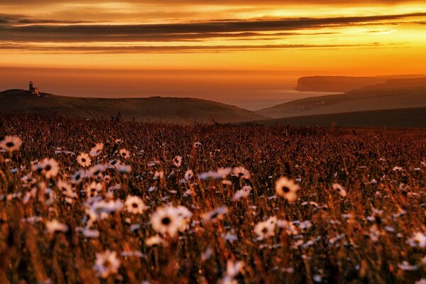 Fleurs sur fond de coucher de soleil