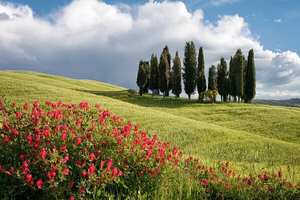 Campo verde con i fiori rossi