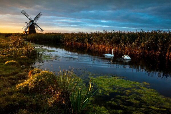 Swans in the lake near the mill at dawn