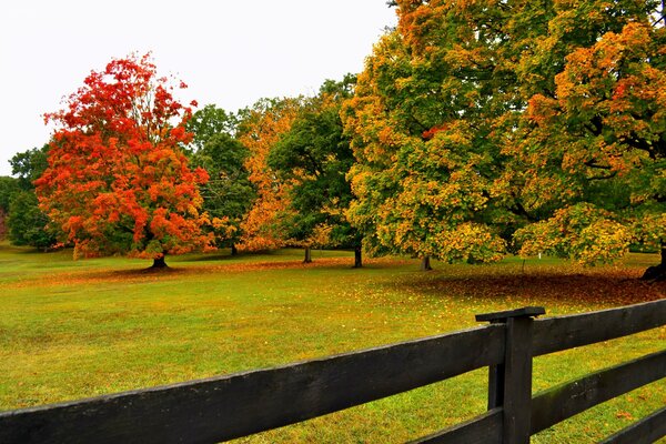 Coloridos árboles de otoño en el parque