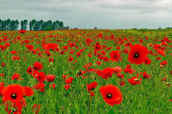 Enorme Prado de amapolas, campo de flores