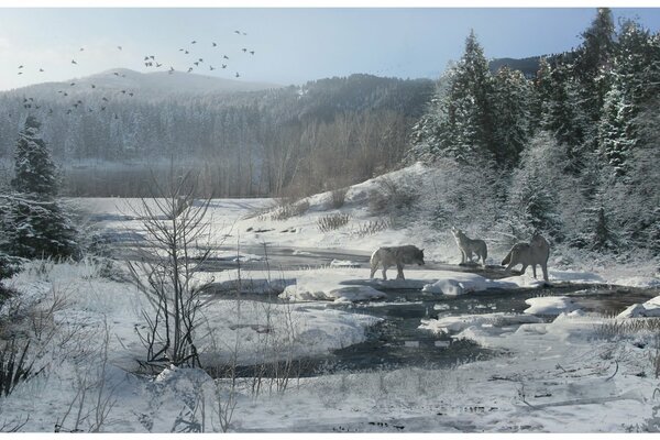 I lupi ululano nella foresta innevata