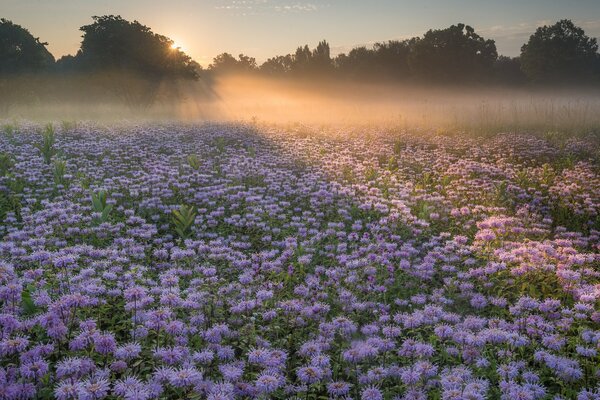 Landschaft des Morgenfeldes mit Blumen