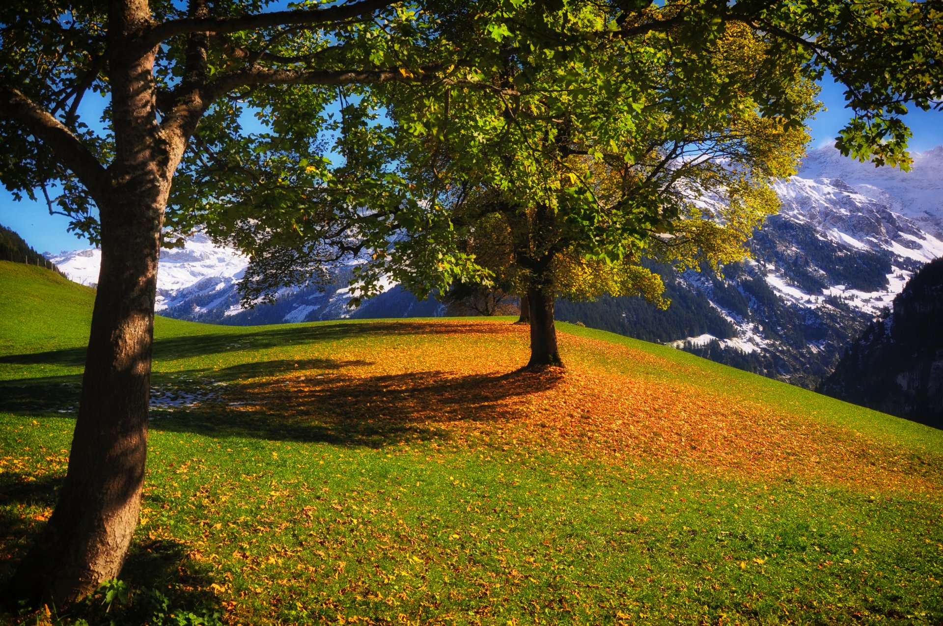 otoño montañas árboles follaje hierba