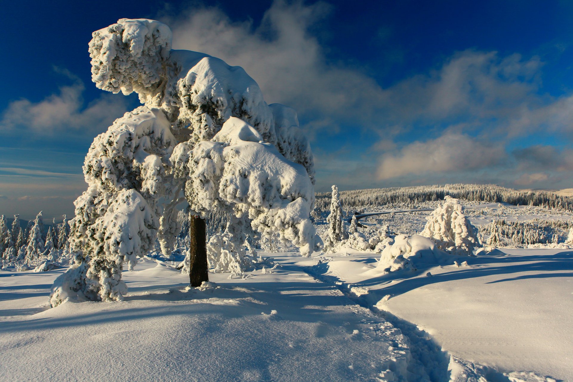 bosque negro alemania selva negra invierno nieve árboles camino