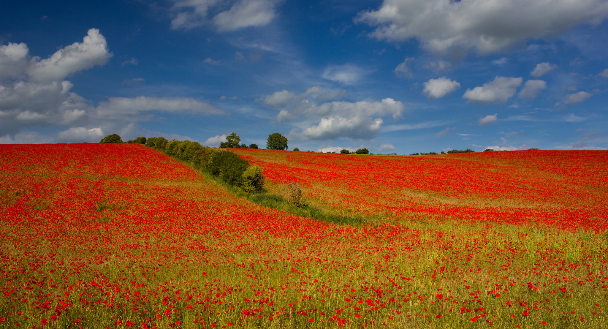 cielo nuvole campo prato alberi fiori papaveri colline