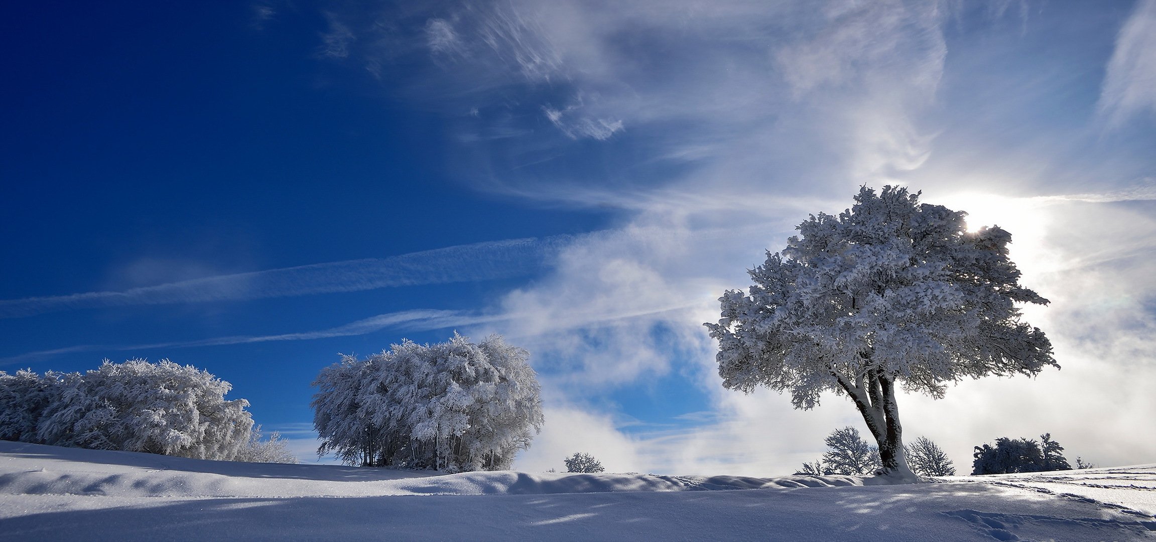 inverno alberi neve natura