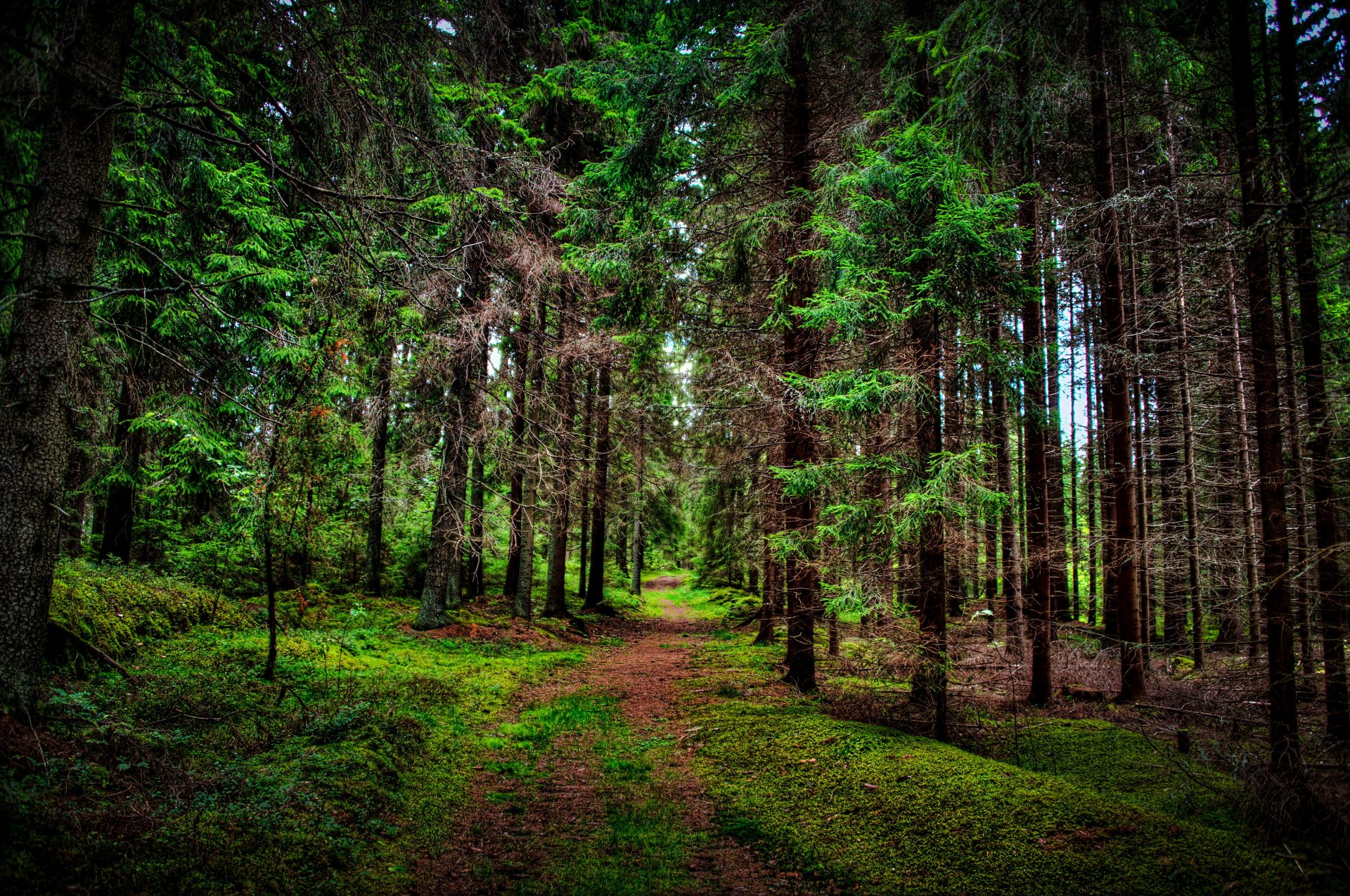 foresta alberi sentiero natura foto