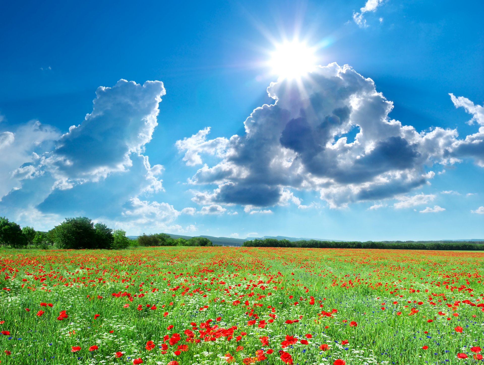 été champ paysage coquelicots ciel nuages soleil nature photo