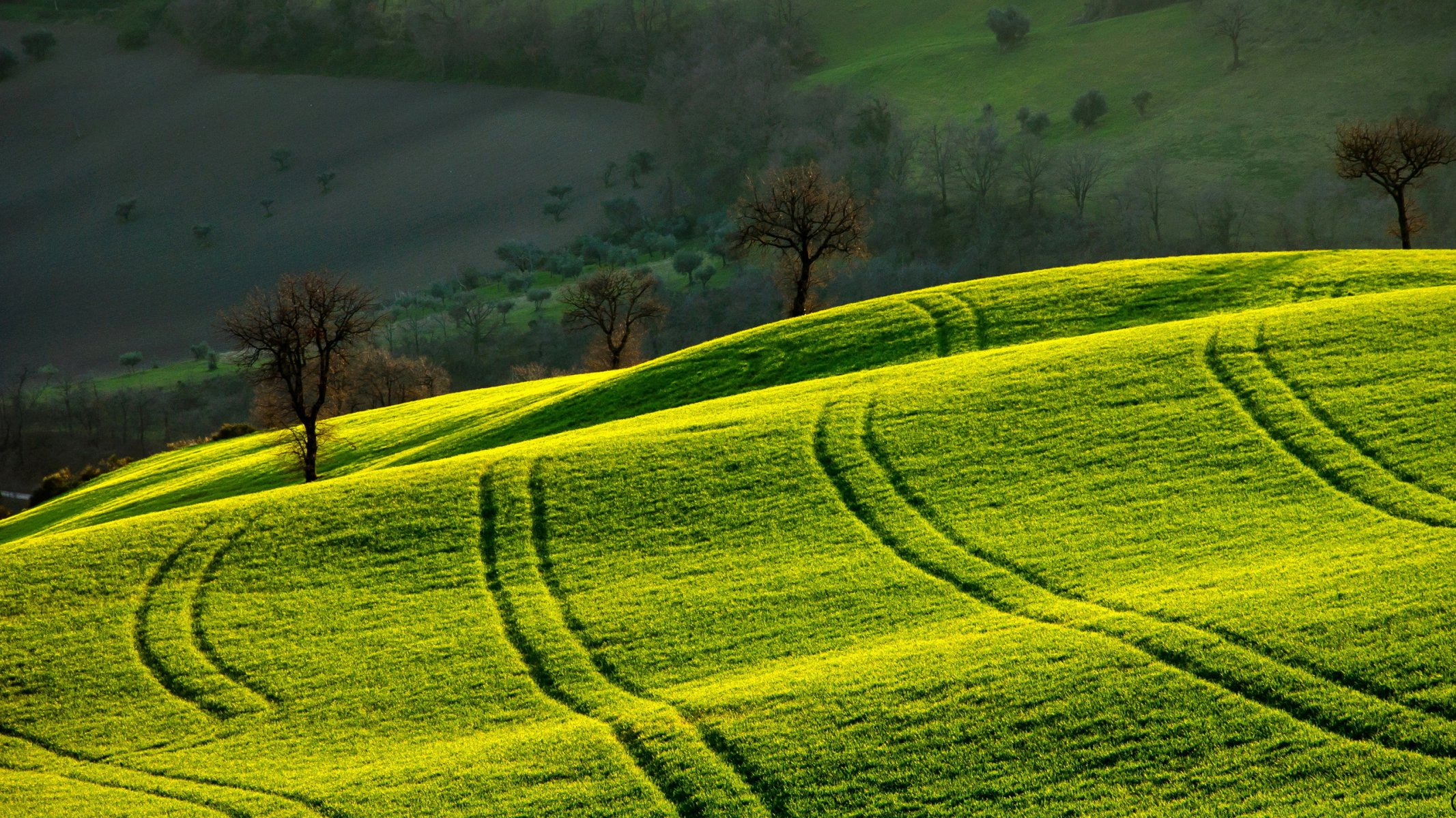 feld morgen landschaft