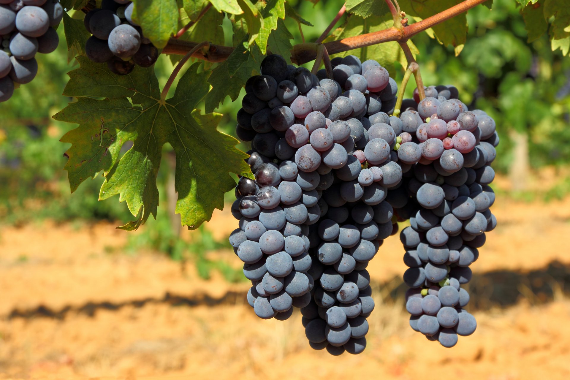 nature vignoble buissons raisin