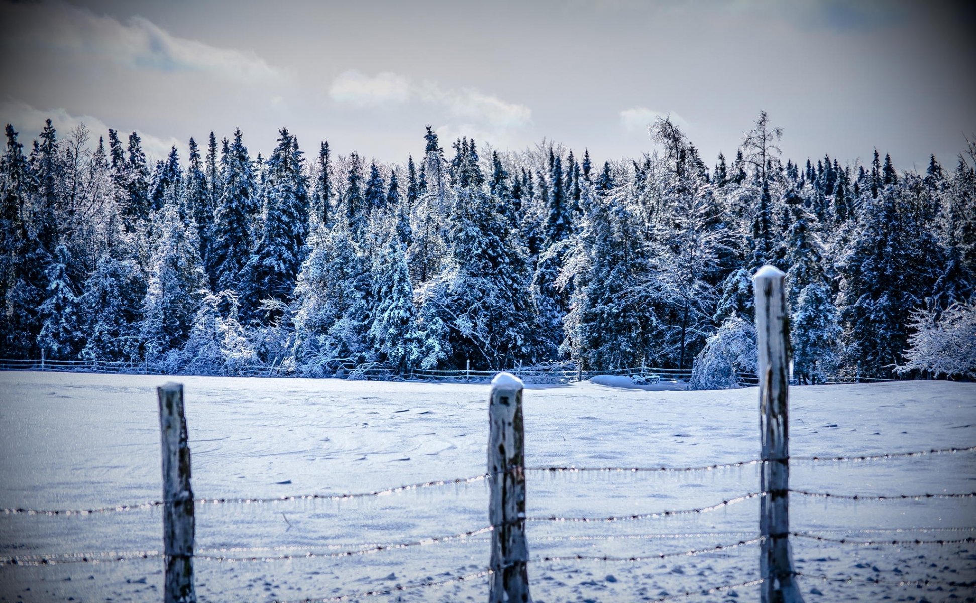 winter schnee wald berge bäume kälte