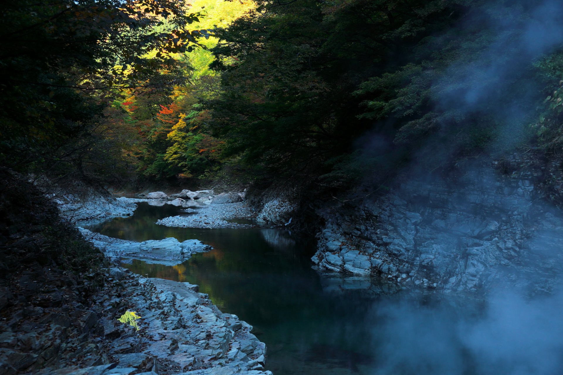 paysage nature automne saison arbres feuilles brouillard