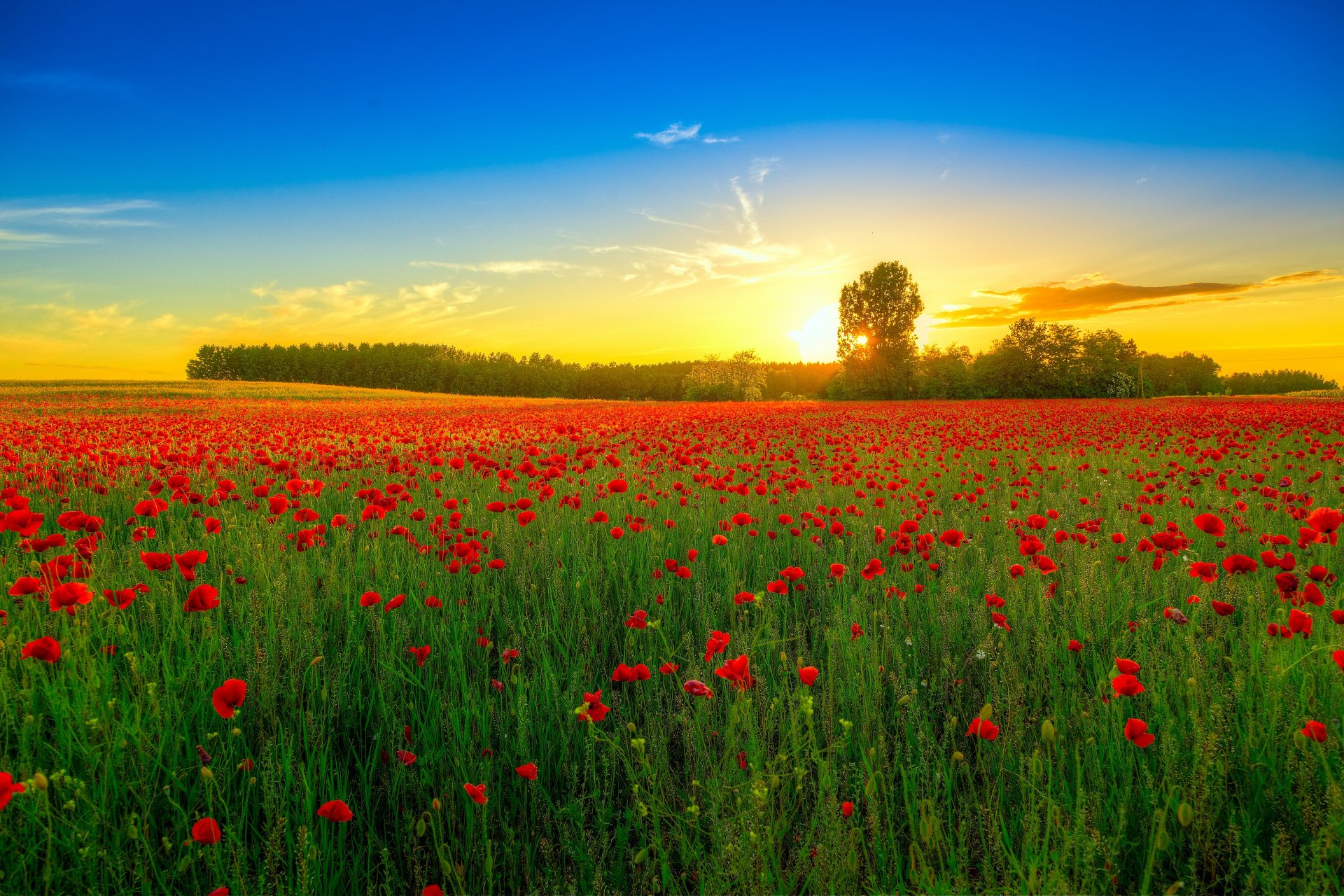 naturaleza campo flores amapolas puesta de sol árboles paisaje