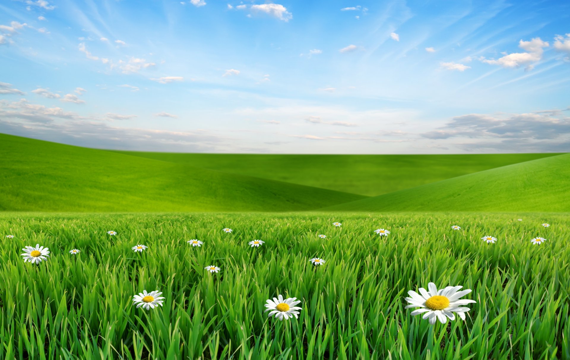 natura paesaggio prato fiori margherite erba cielo nuvole fiori di margherita erba