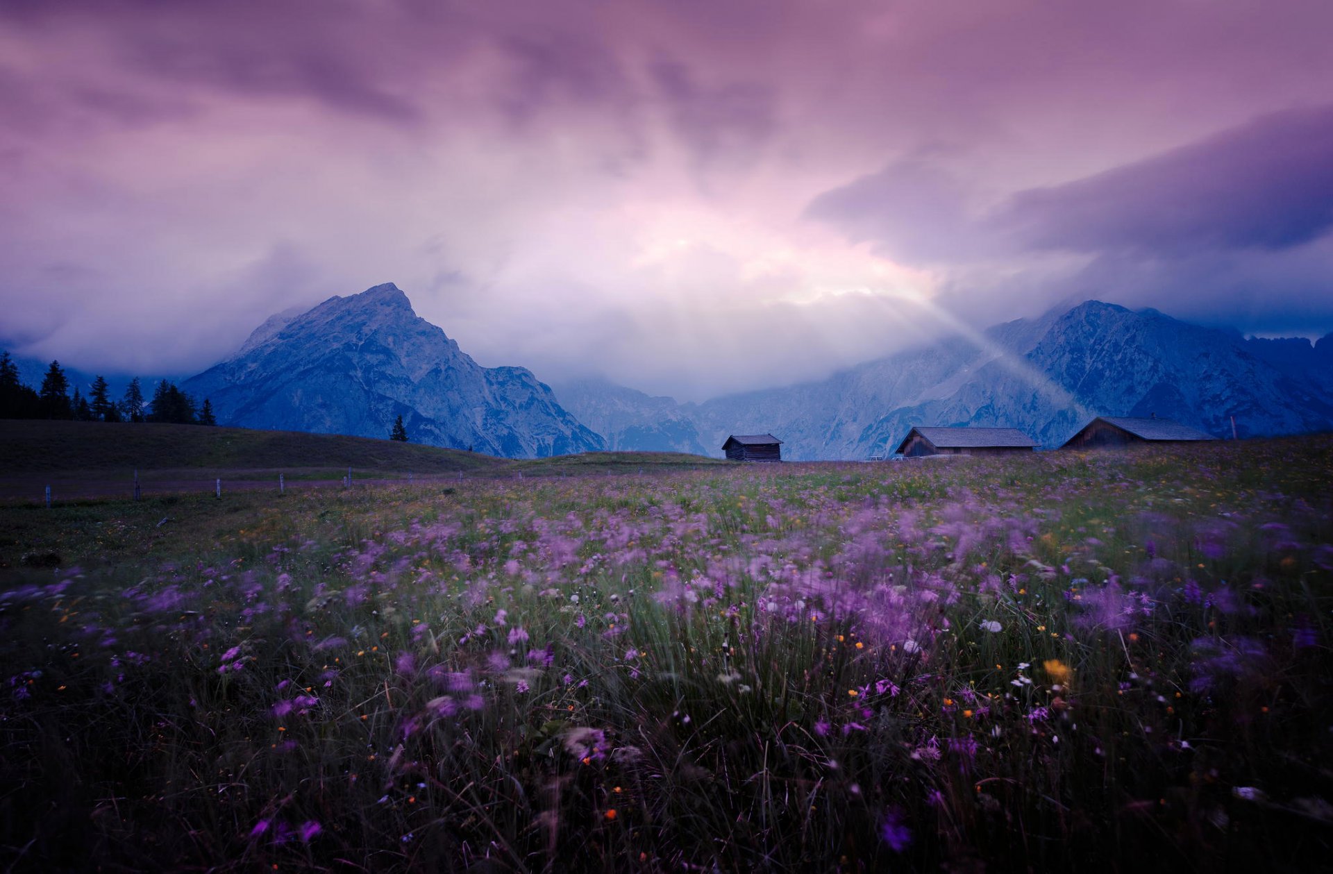 meadow the field flower purple mountain houses sky light landscape