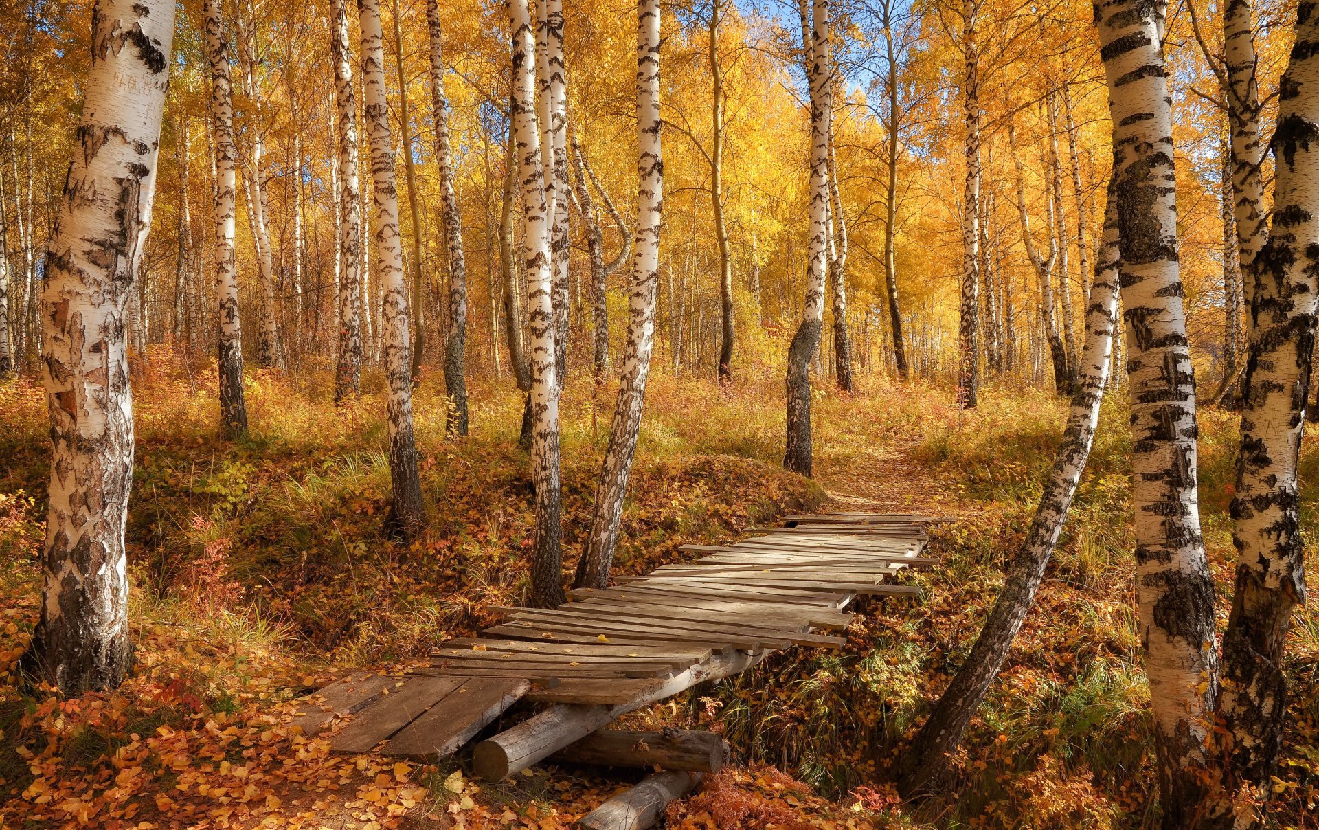 otoño bosque puente abedules hojas naturaleza foto