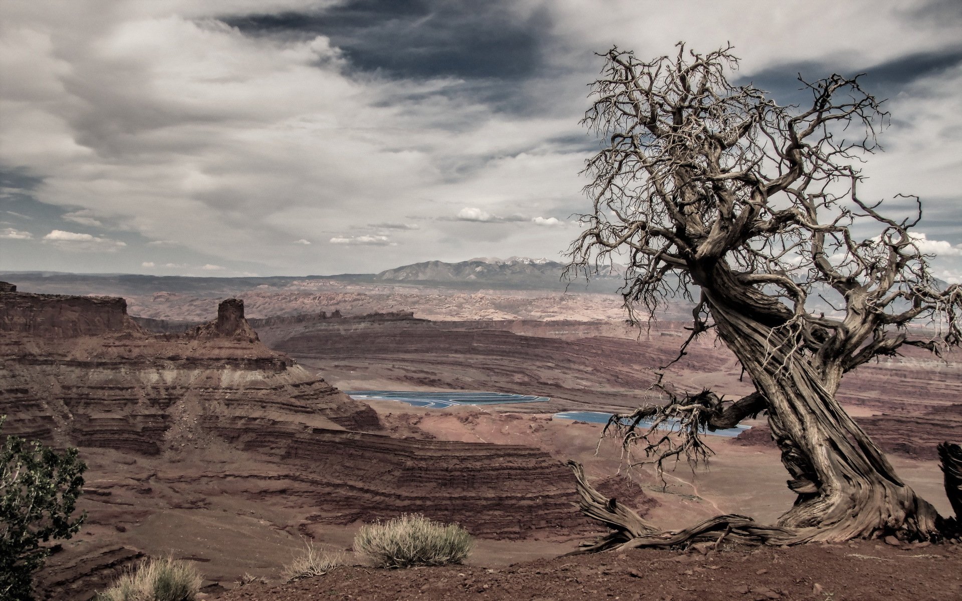 tree mountain landscape