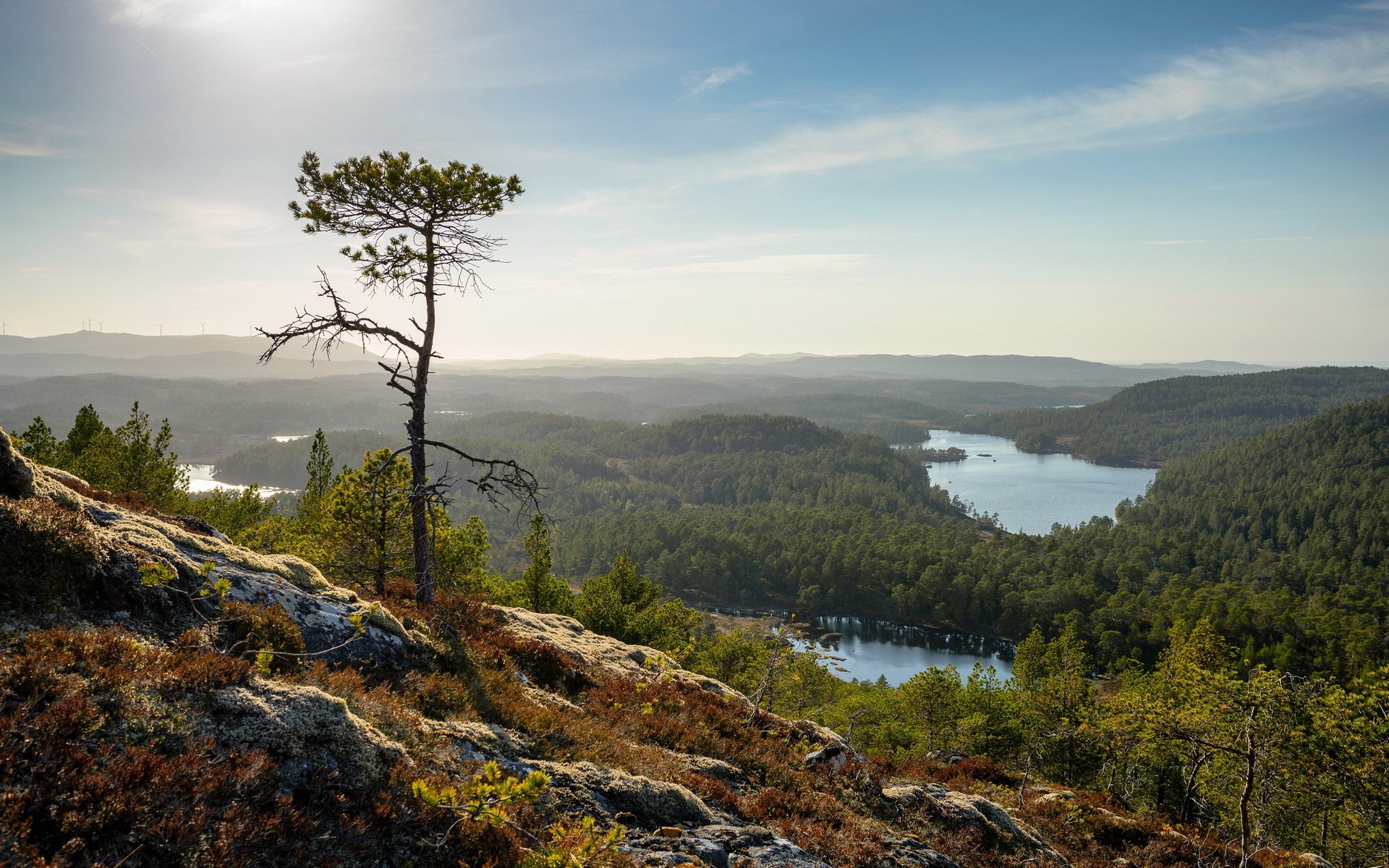 baum berge landschaft