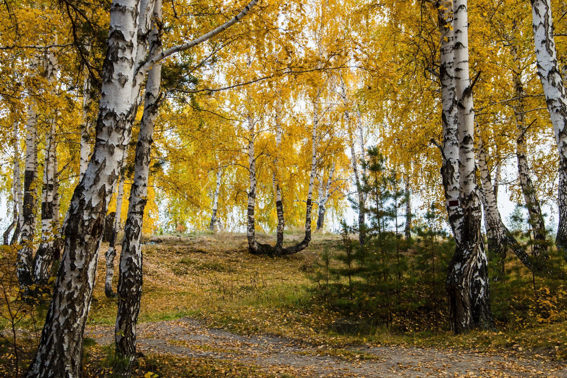 осень березы листья ль природа фото