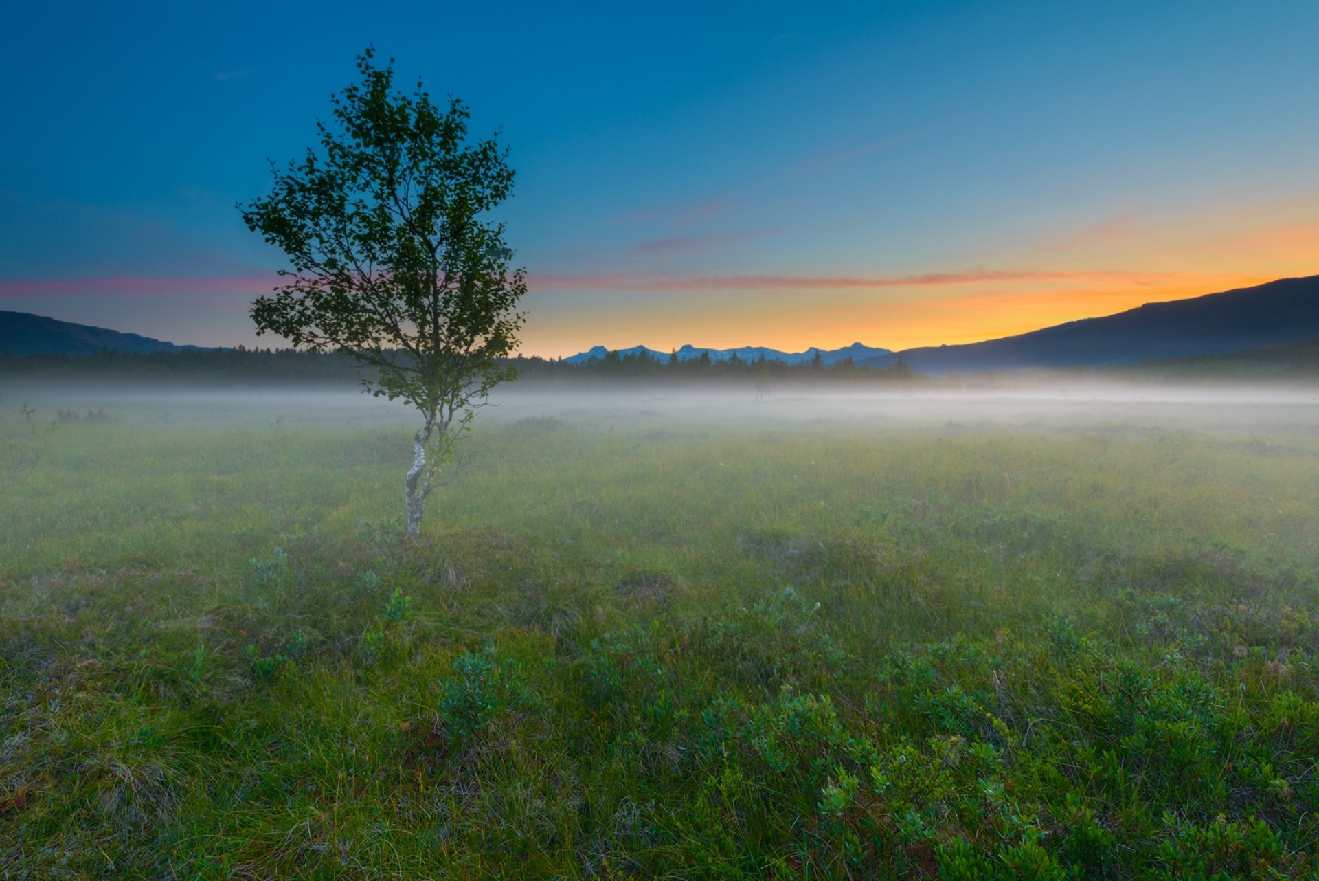 mañana campo árbol niebla naturaleza paisaje