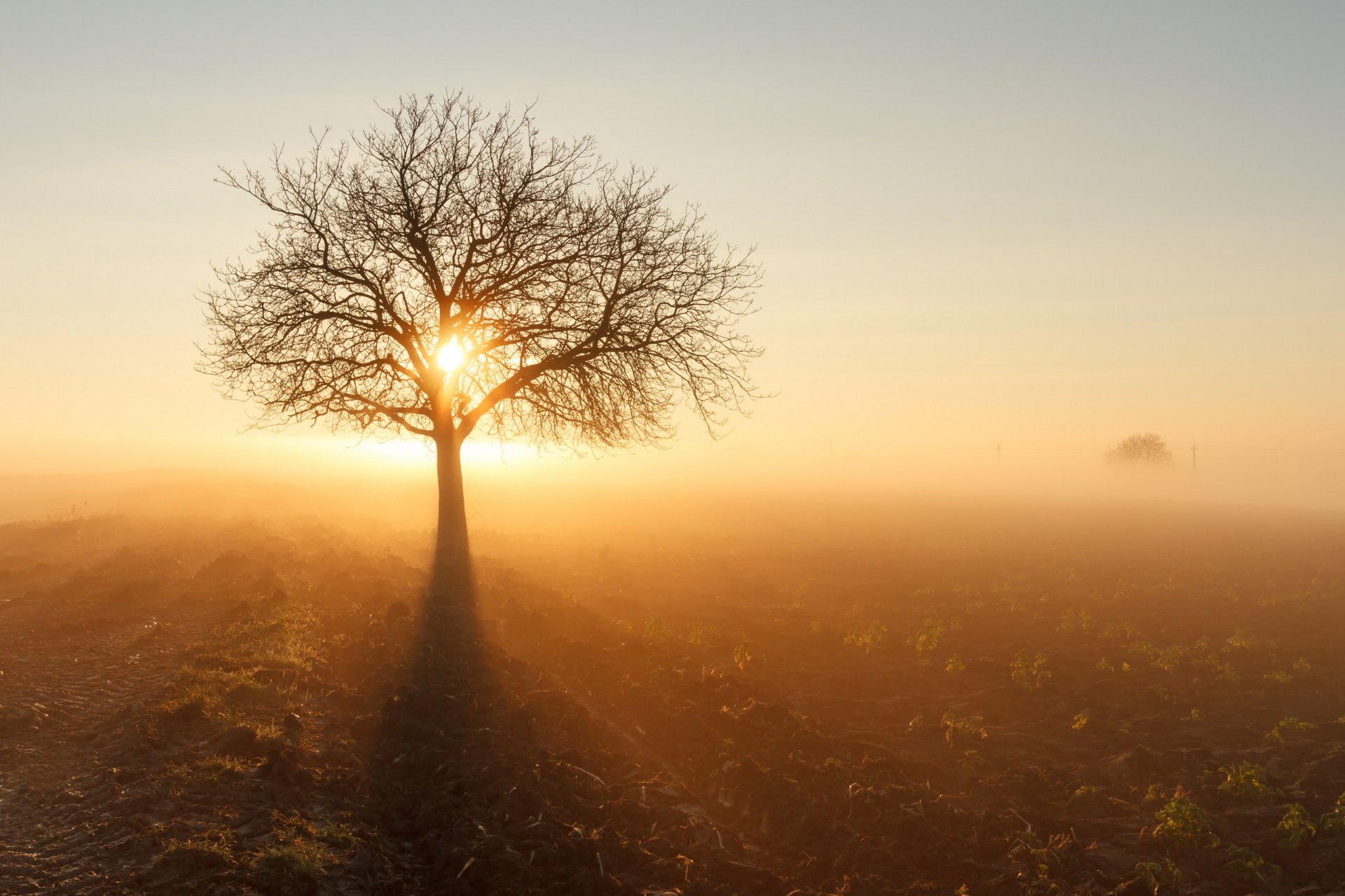 the field tree sun fog morning