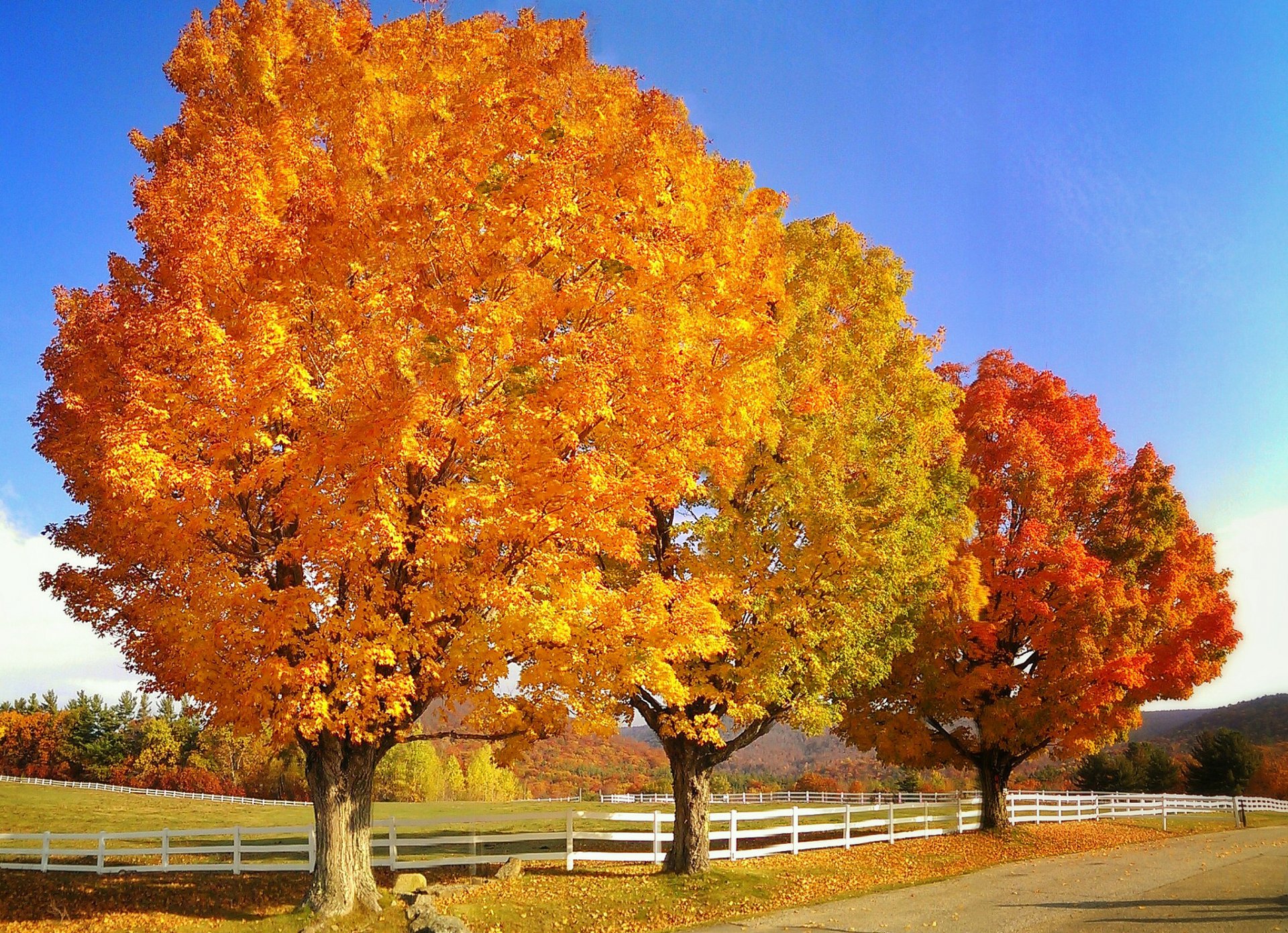 cielo árboles carretera otoño cerca