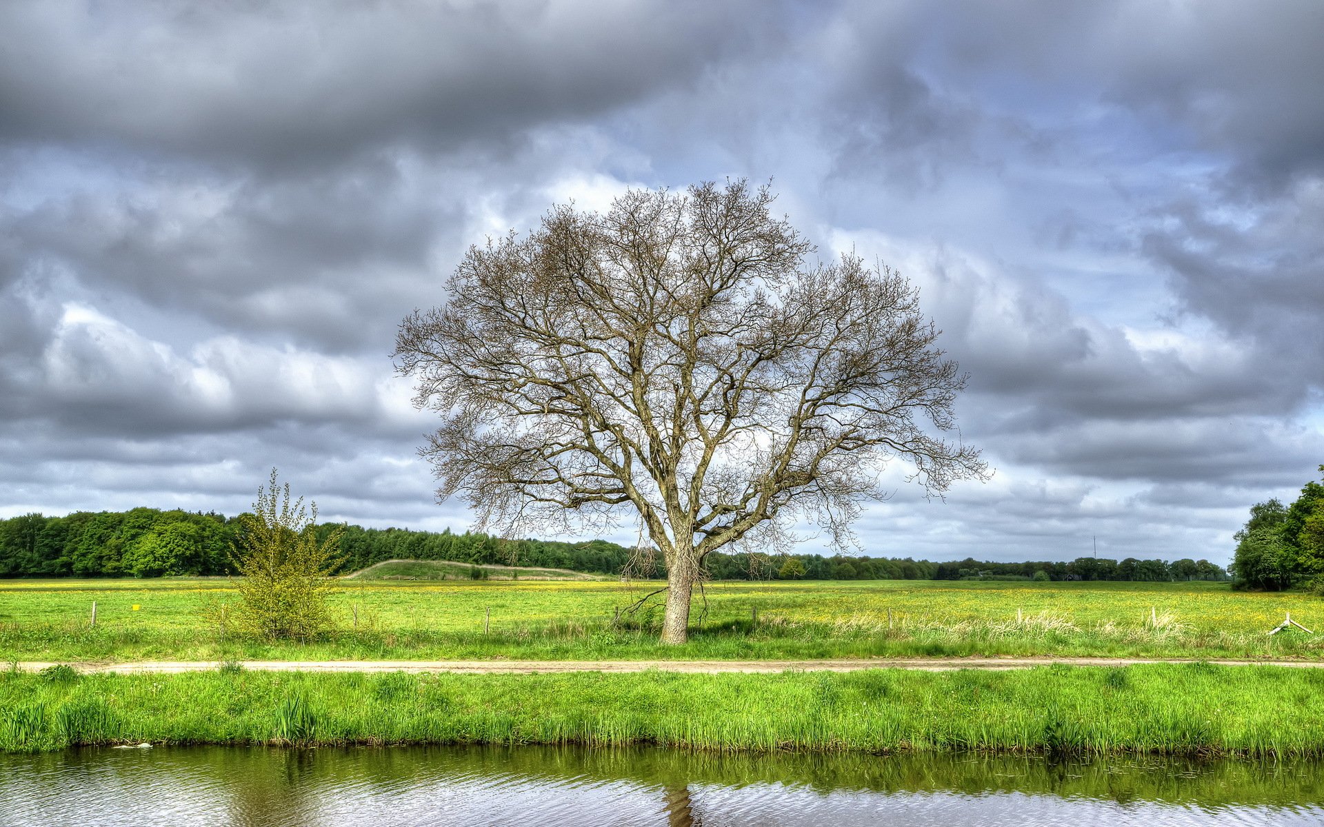 fiume albero campo estate paesaggio