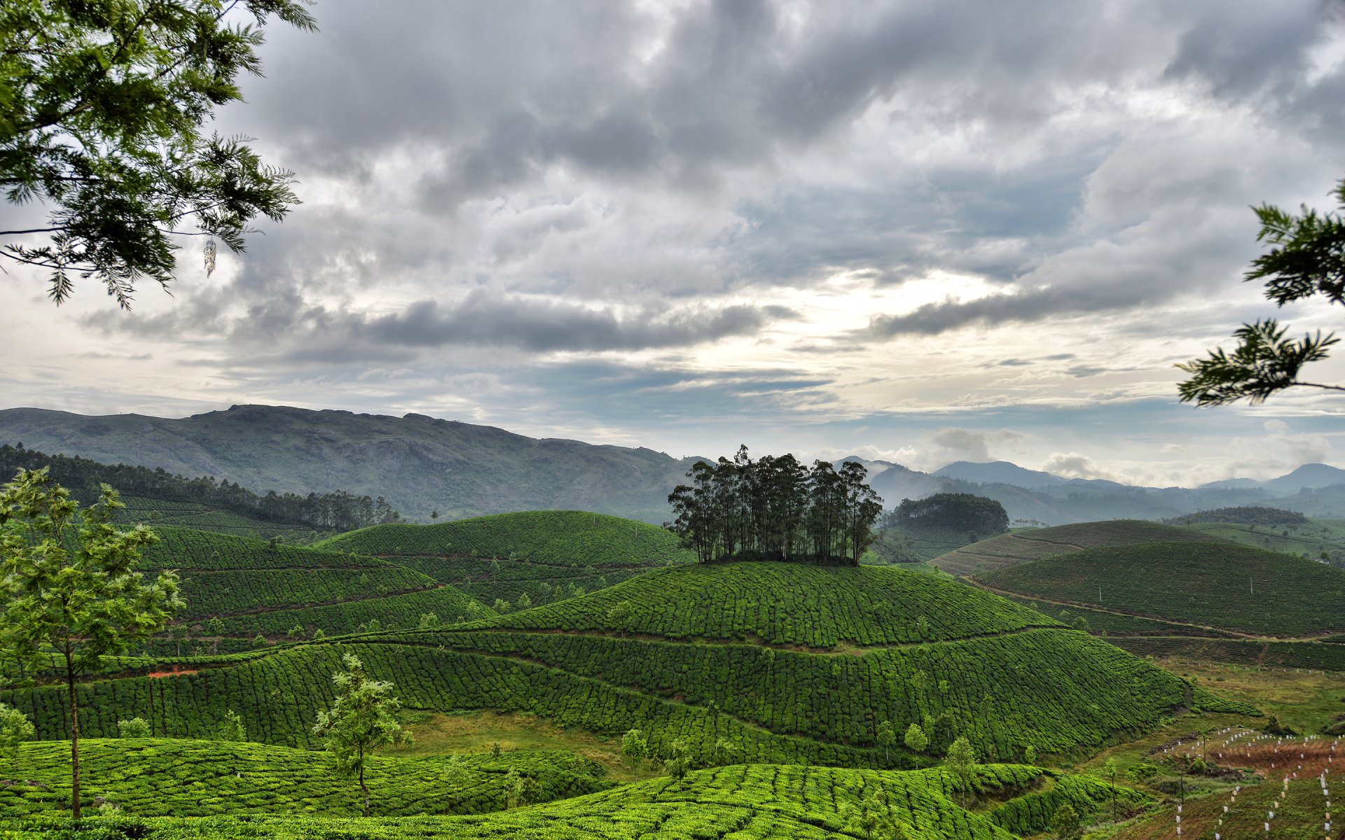 munnar kerala india sky clouds mountain hills tea plantation