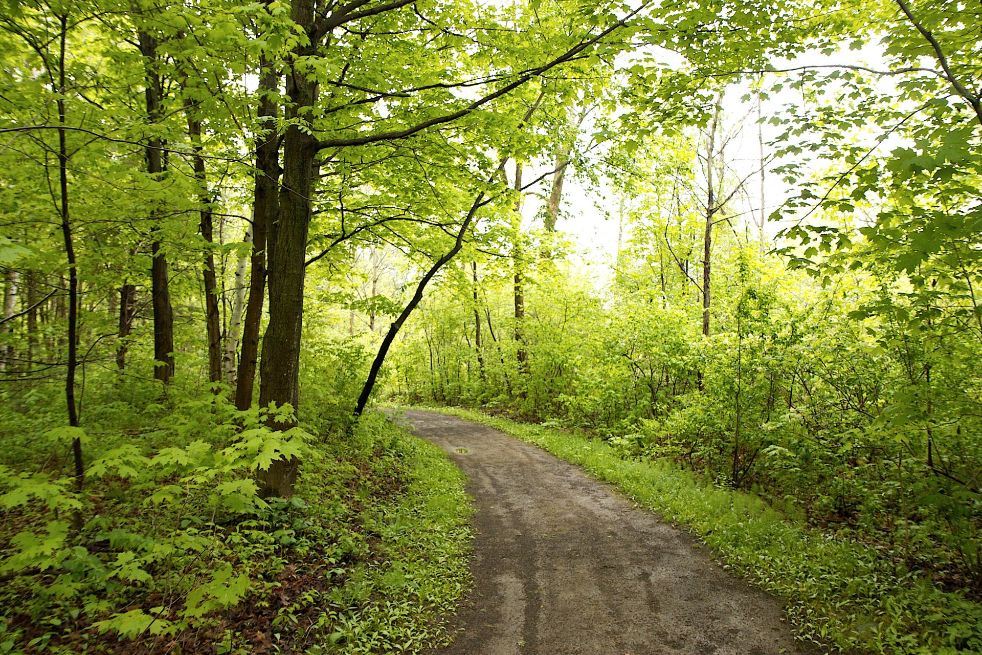 foresta alberi fogliame sentiero sole luce