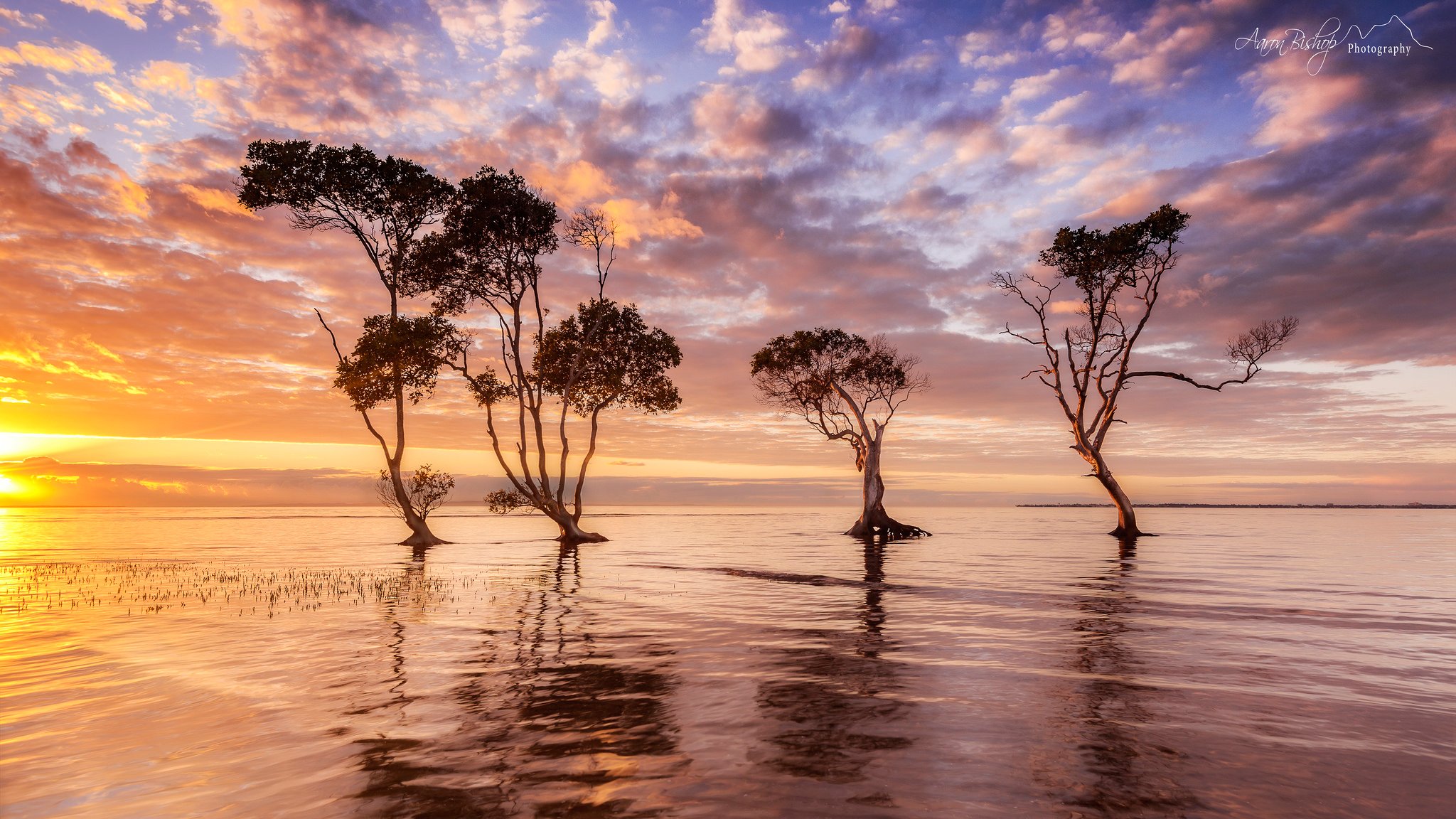 morgen australien wasser bäume himmel