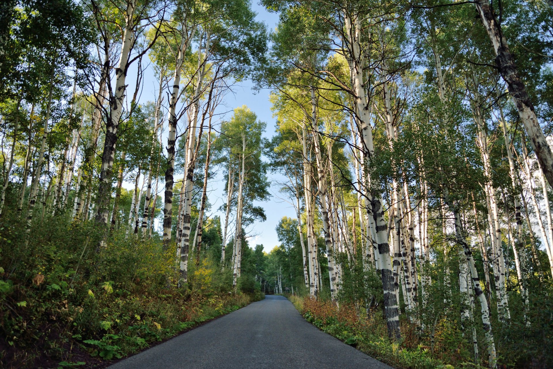 carretera naturaleza