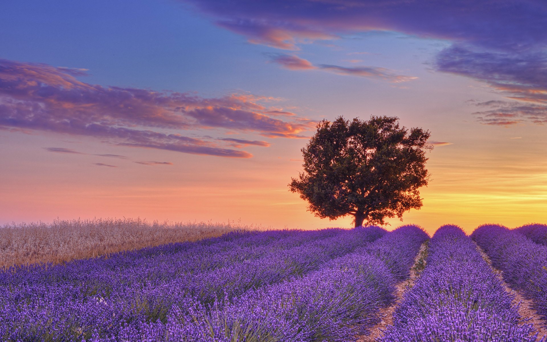 verano horizonte árbol flores claro naturaleza