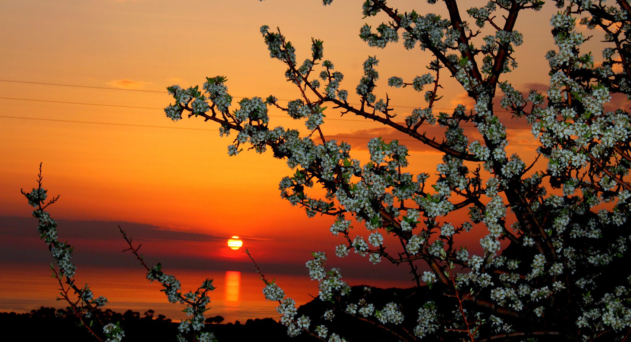 cielo nubes sol puesta de sol árbol flores