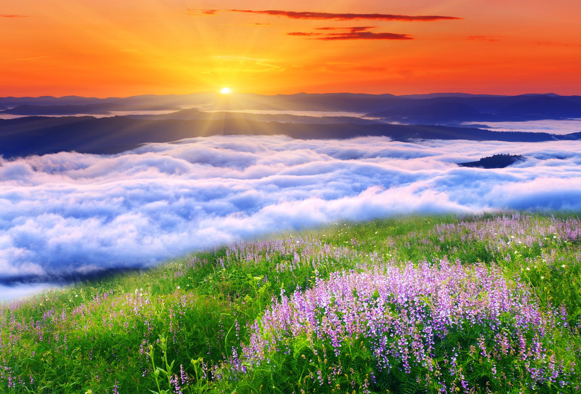 nature paysage nuages soleil herbe fleurs