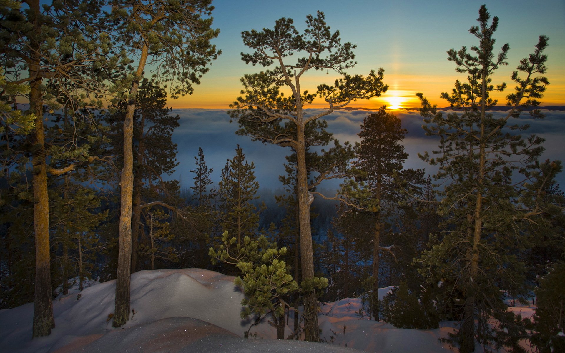 morning tree snow landscape