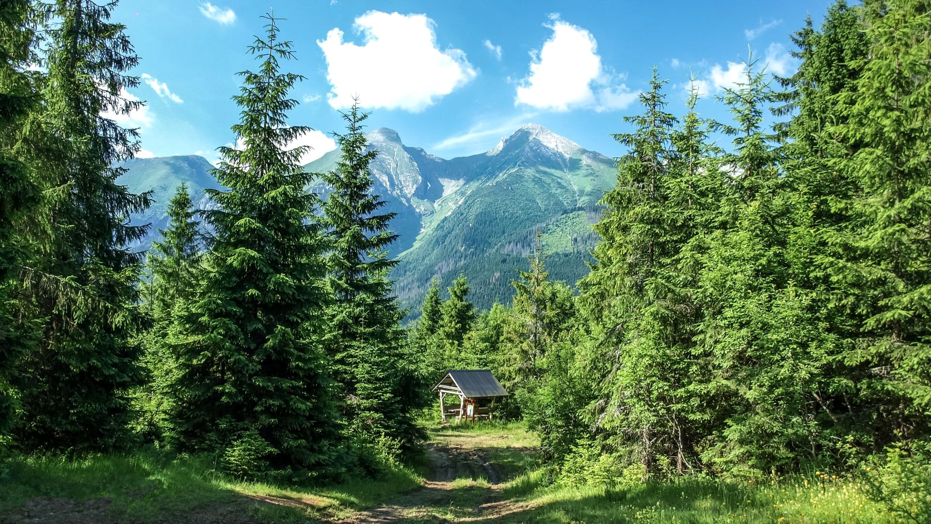 ciel montagnes forêt arbres canopée