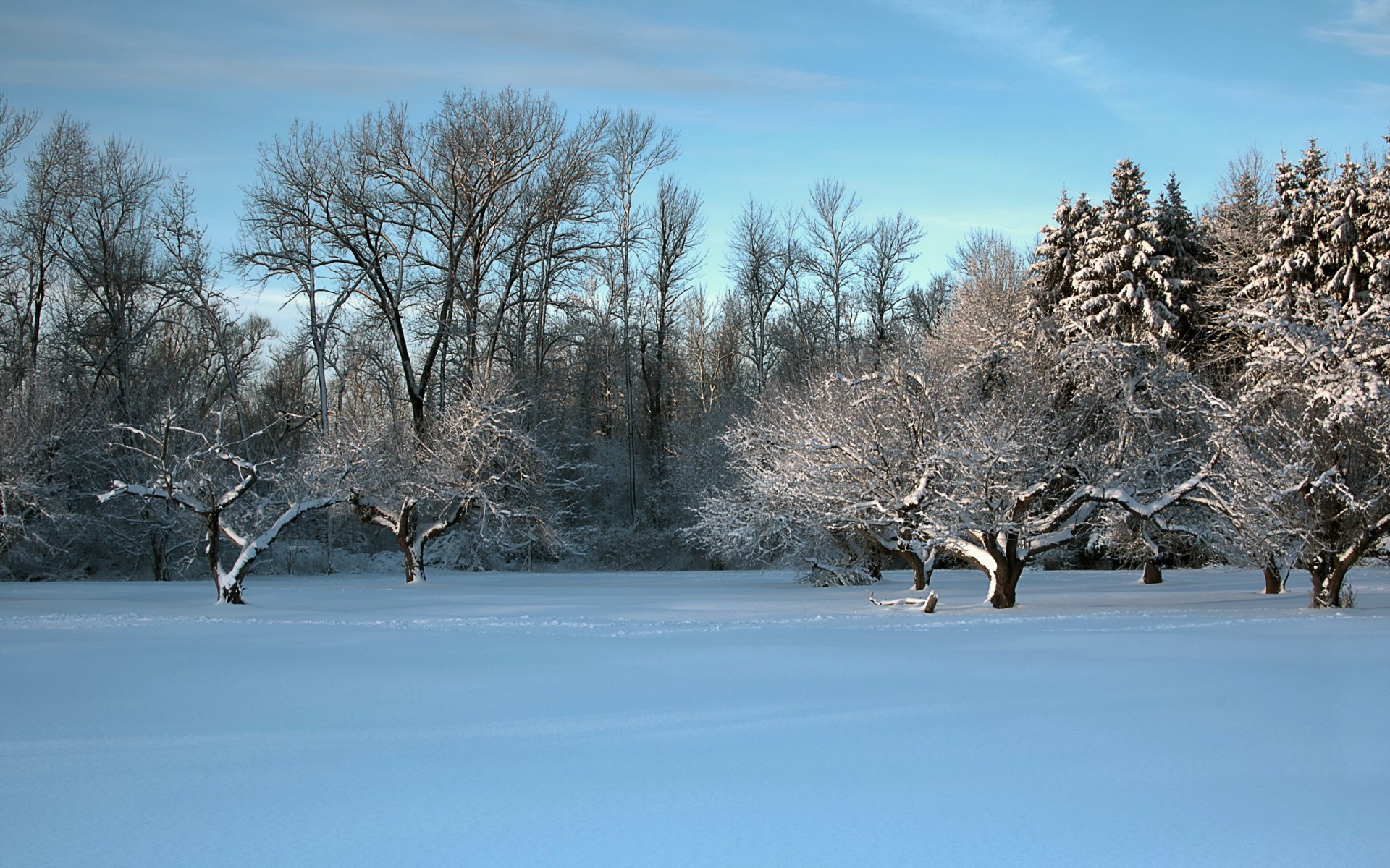 winter the field tree