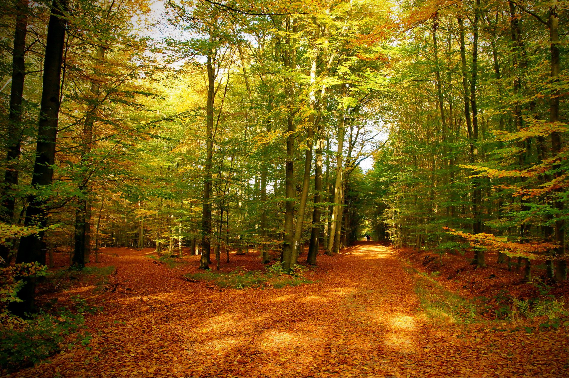 autumn forest tree trail leaves nature photo