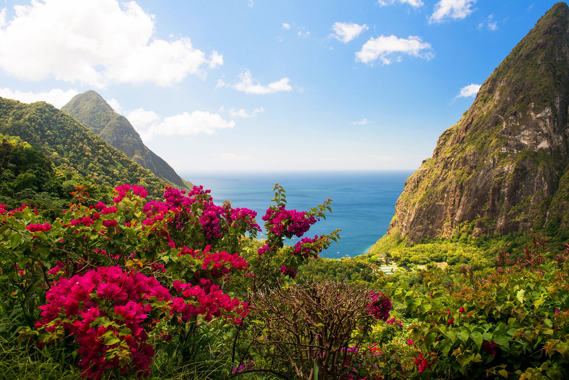 antilles île roches mer fleurs buissons verdure nature paysage vue