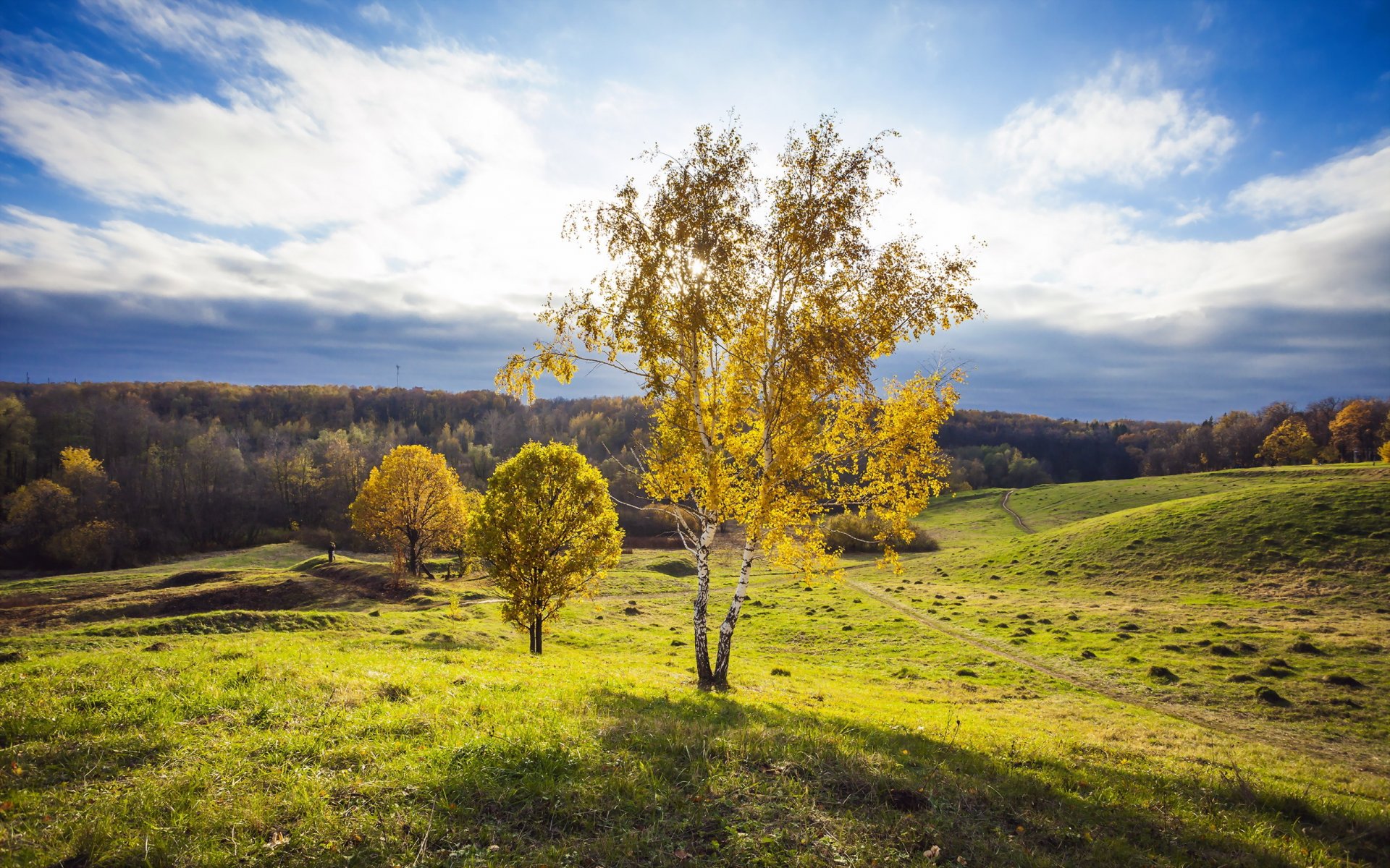 campo árbol paisaje verano