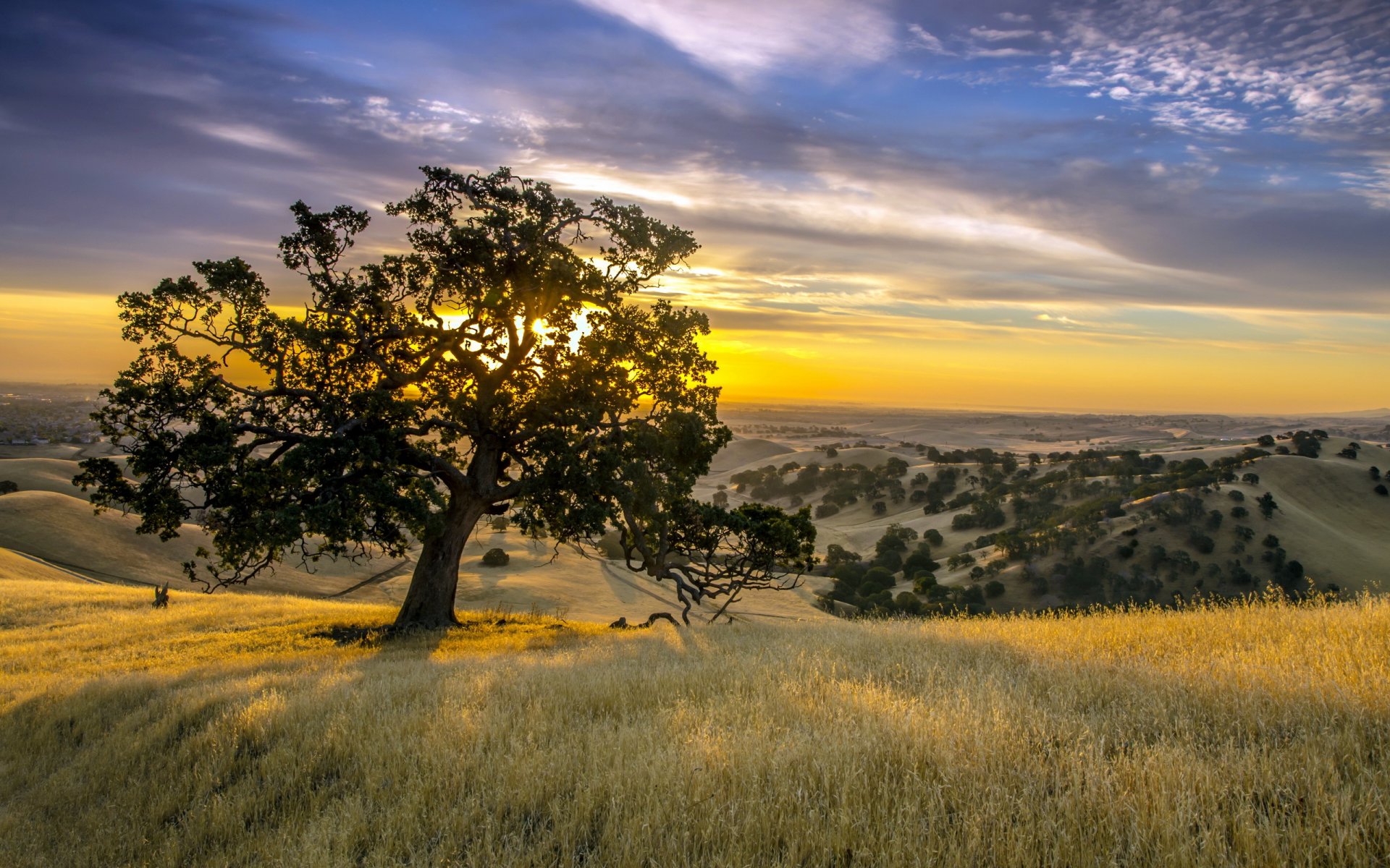 coucher de soleil arbre paysage