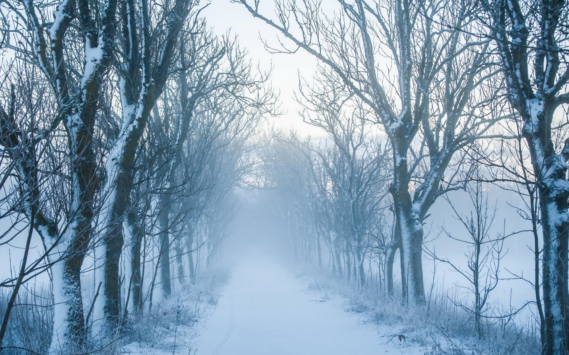 route arbres paysage