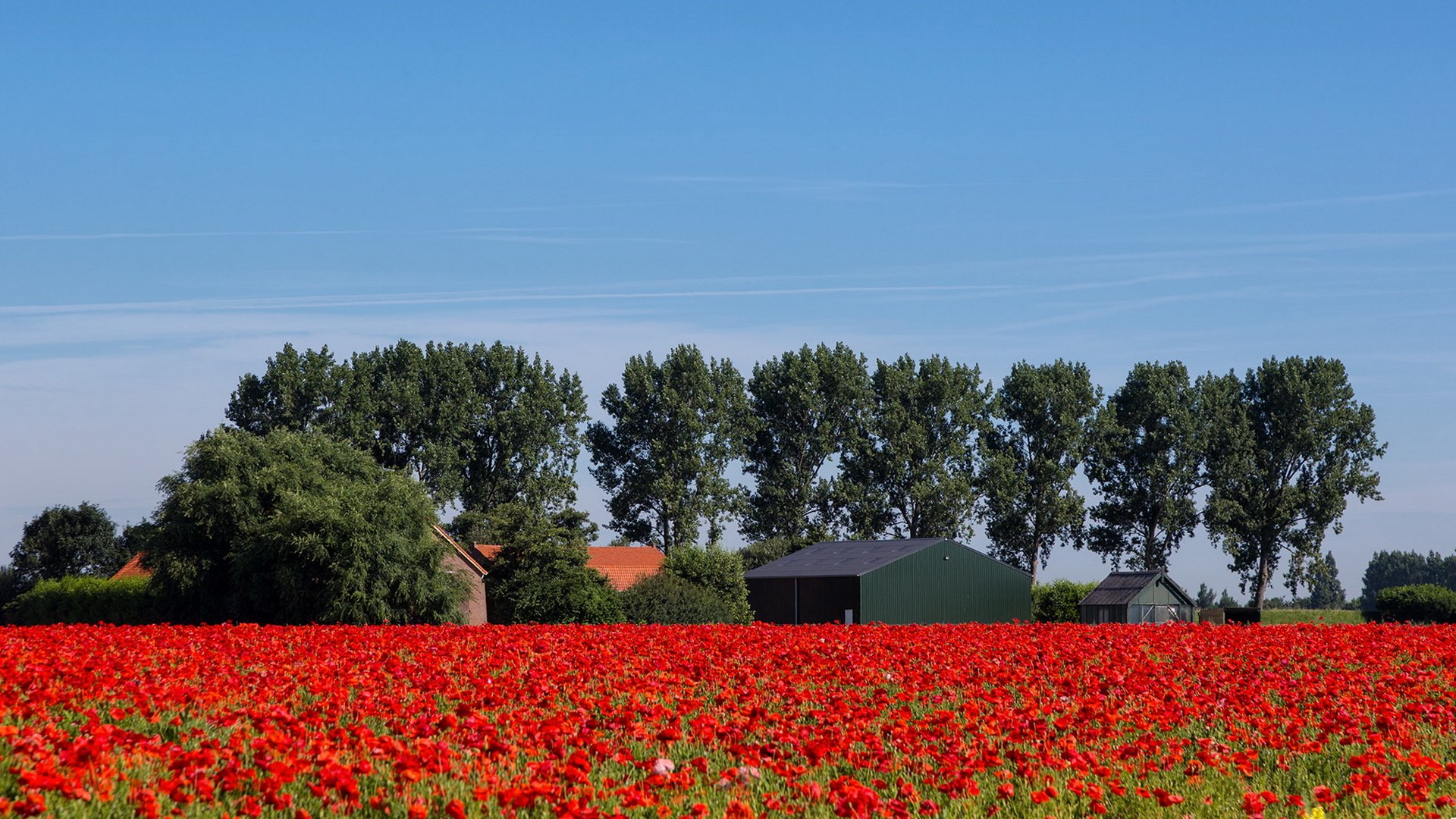 the field flower summer nature landscape