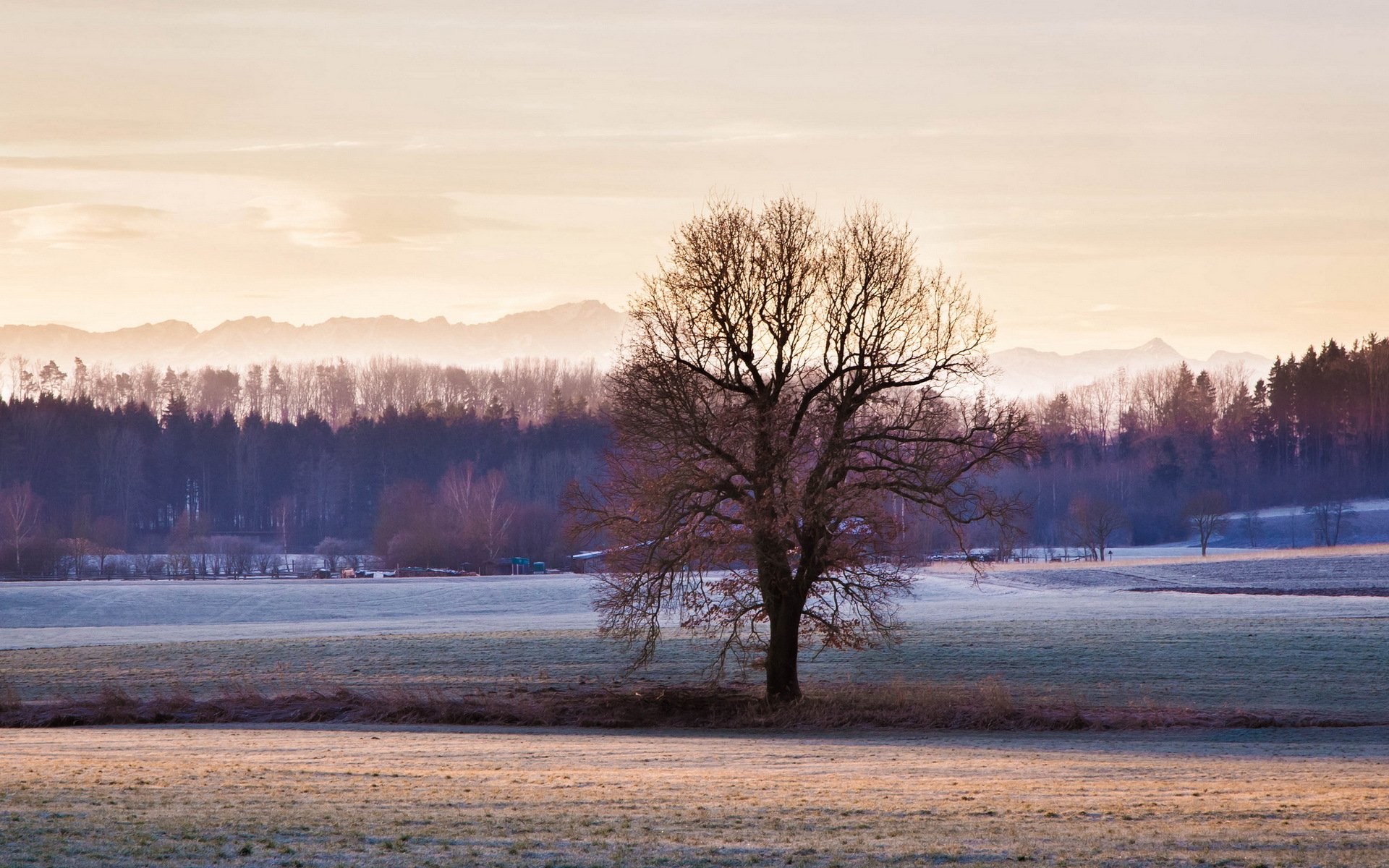 champ arbre nature paysage