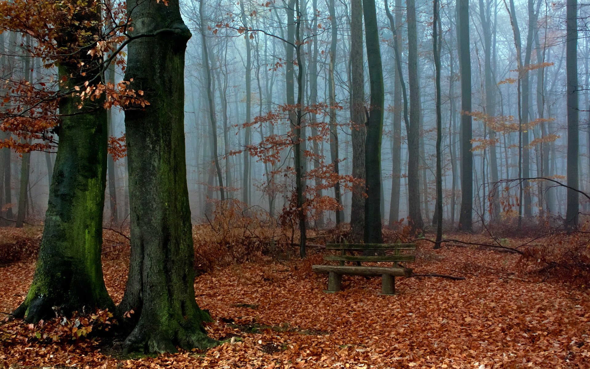 naturaleza bosque otoño