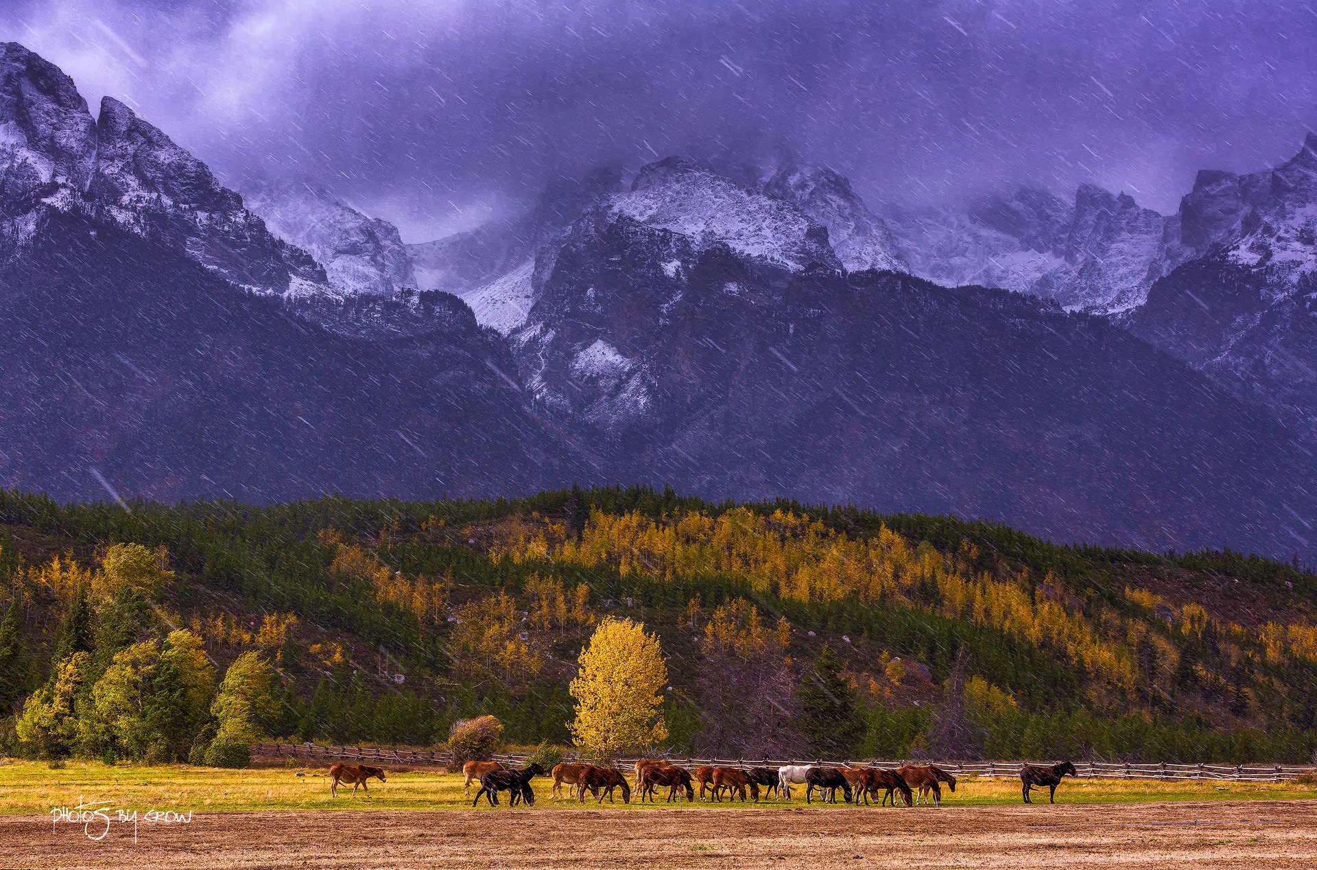 usa wyoming grand teton national park berge schnee herbst bäume pferde